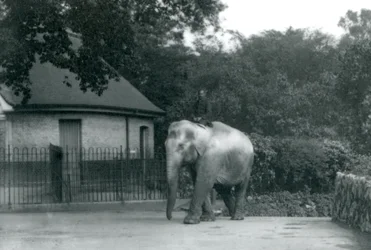 Syed Ali trainiert Indiarani, während andere Mitarbeiter und Pfleger zuschauen, Londoner Zoo, Juni 1922